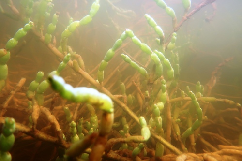Sarcocornia quinqueflora