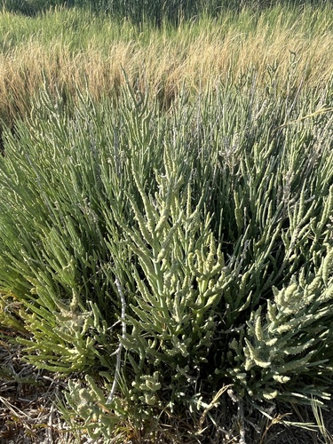 Sarcocornia utahensis (Utah pickleweed) — photo
