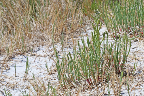Sarcocornia utahensis (Utah pickleweed) — photo