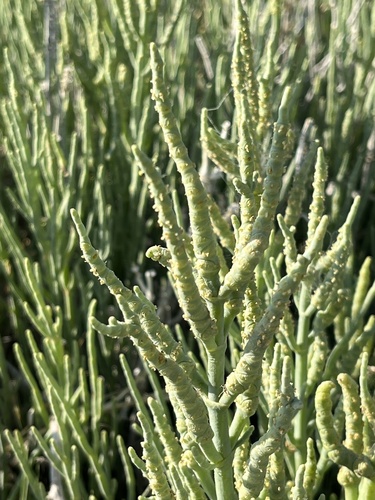 Sarcocornia utahensis
