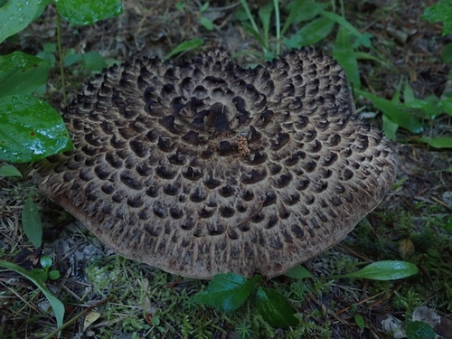 Sarcodon aspratus (Neungee mushroom) — photo