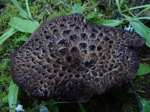 Sarcodon aspratus (Neungee mushroom) — photo