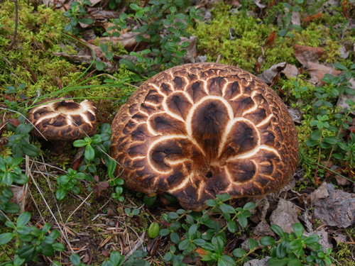 Sarcodon aspratus