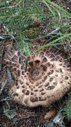 Sarcodon imbricatus (Shingled hedgehog) — photo