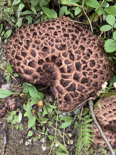 Sarcodon imbricatus (Shingled hedgehog) — photo