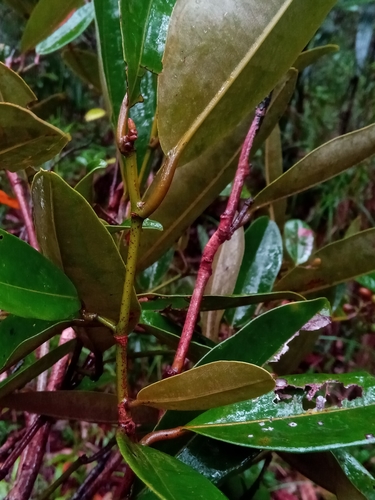 Sarcolaena grandiflora
