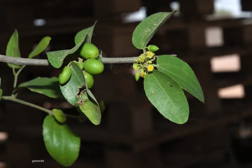 Sarcomphalus mistol (Mistol) — photo
