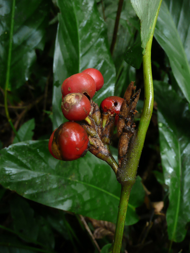 Sarcophrynium brachystachyum (Yoruba soft cane) — photo