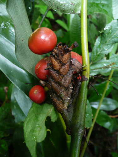 Sarcophrynium brachystachyum (Yoruba soft cane) — photo