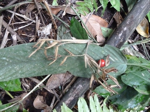 Sarcophrynium prionogonium