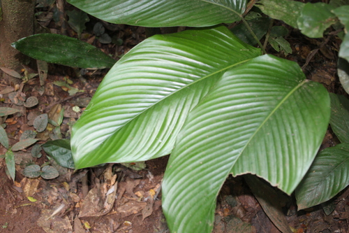 Sarcophrynium schweinfurthianum — photo