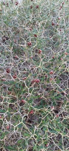Sarcopoterium spinosum (Thorny burnet) — photo