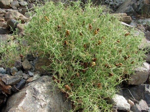 Sarcopoterium spinosum