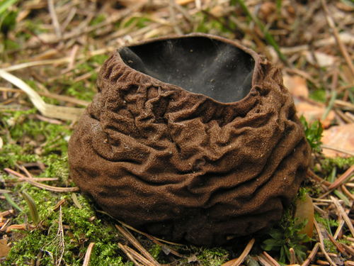 Sarcosoma globosum — photo