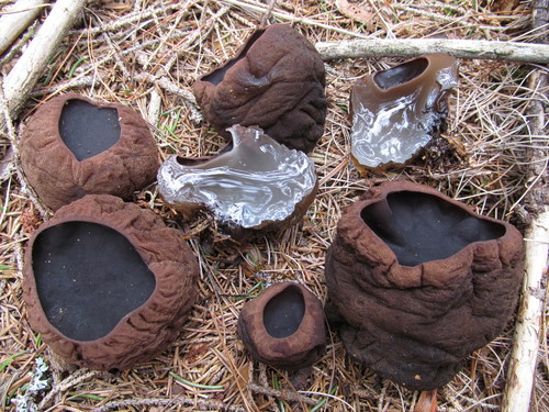 Sarcosoma globosum — photo