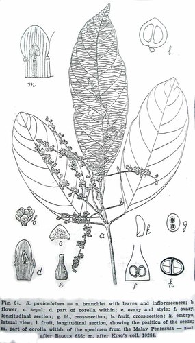 Sarcosperma paniculatum