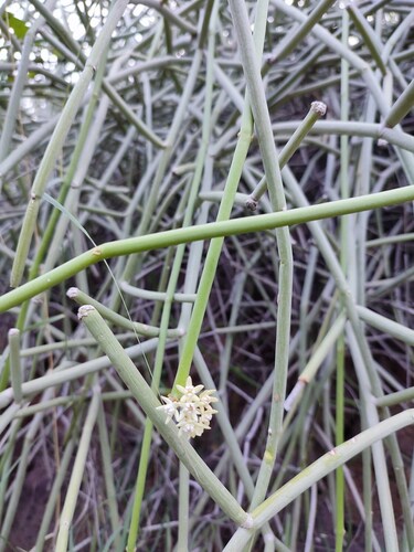 Sarcostemma acidum (Leafless East Indian vine) — photo