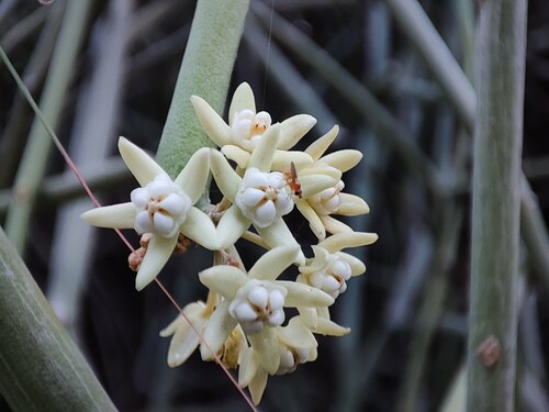 Sarcostemma acidum