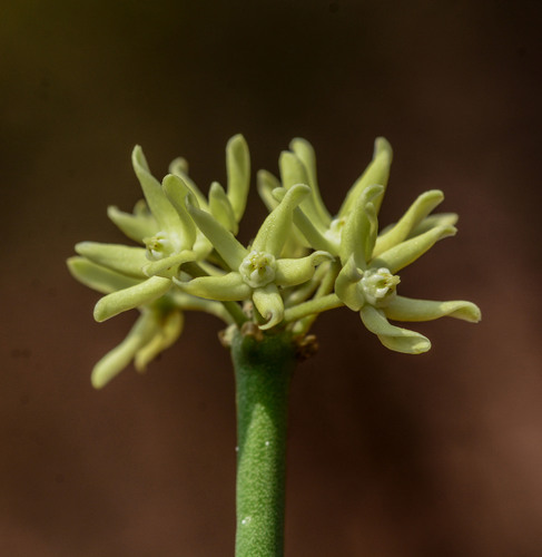 Sarcostemma intermedium