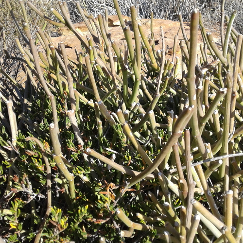 Sarcostemma viminale (Caustic vine) — photo