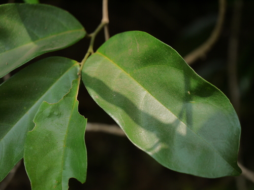 Sarcostigma kleinii — photo
