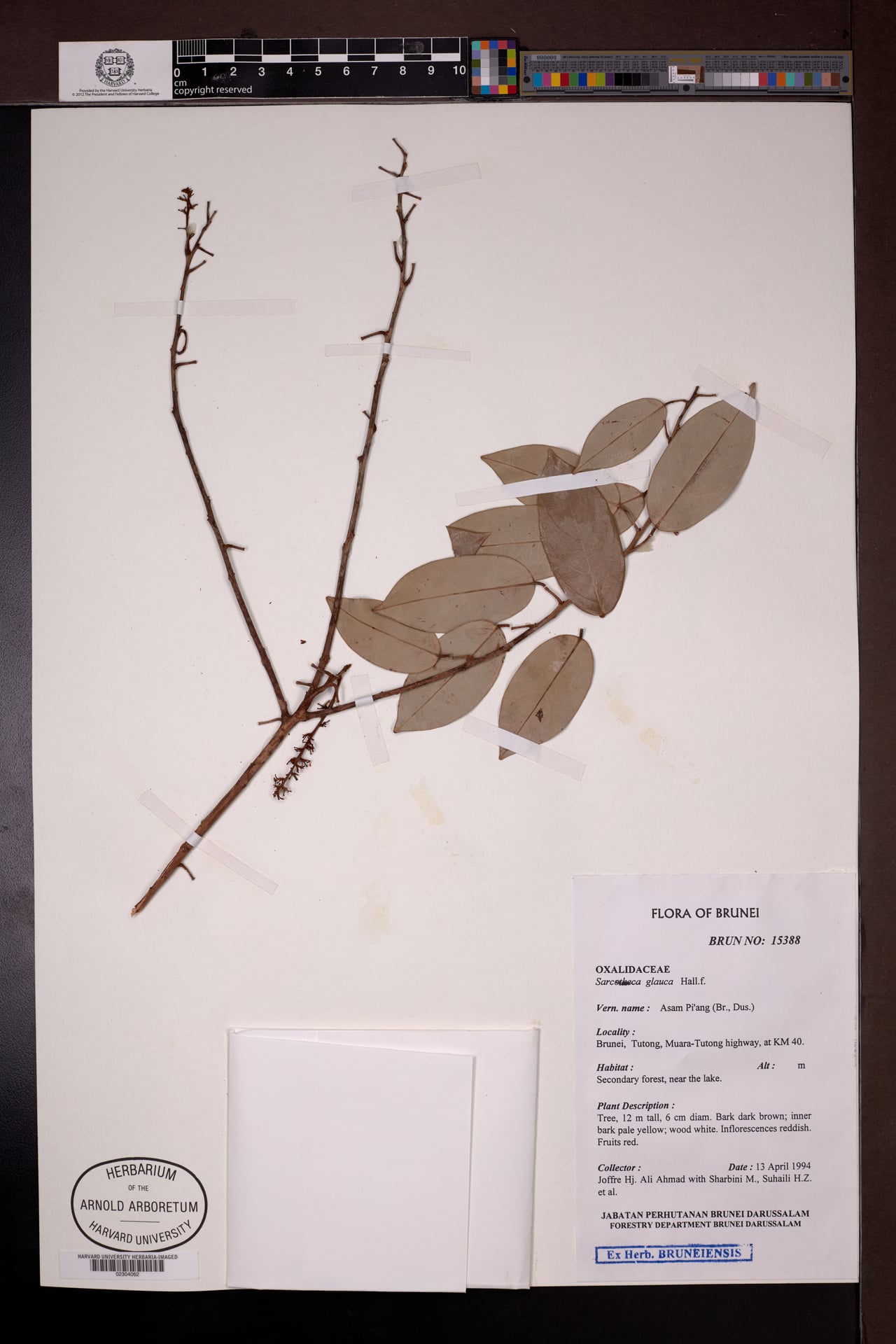 Sarcotheca glauca — photo