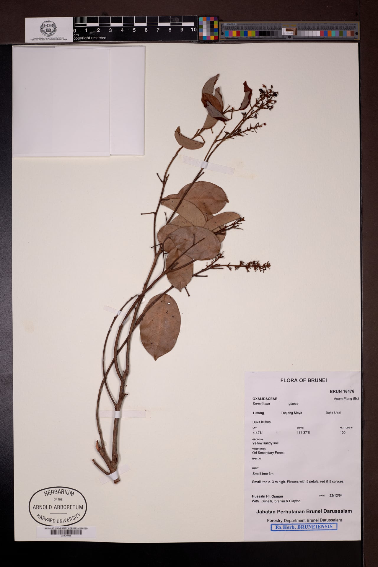 Sarcotheca glauca — photo