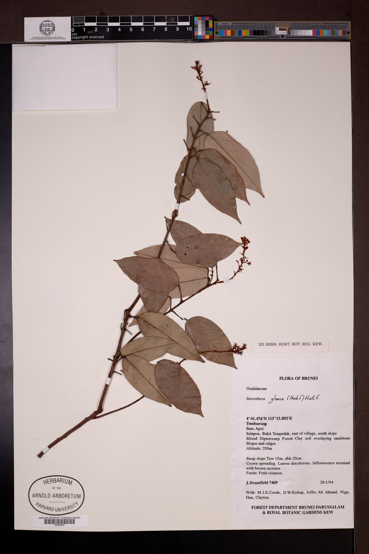 Sarcotheca glauca