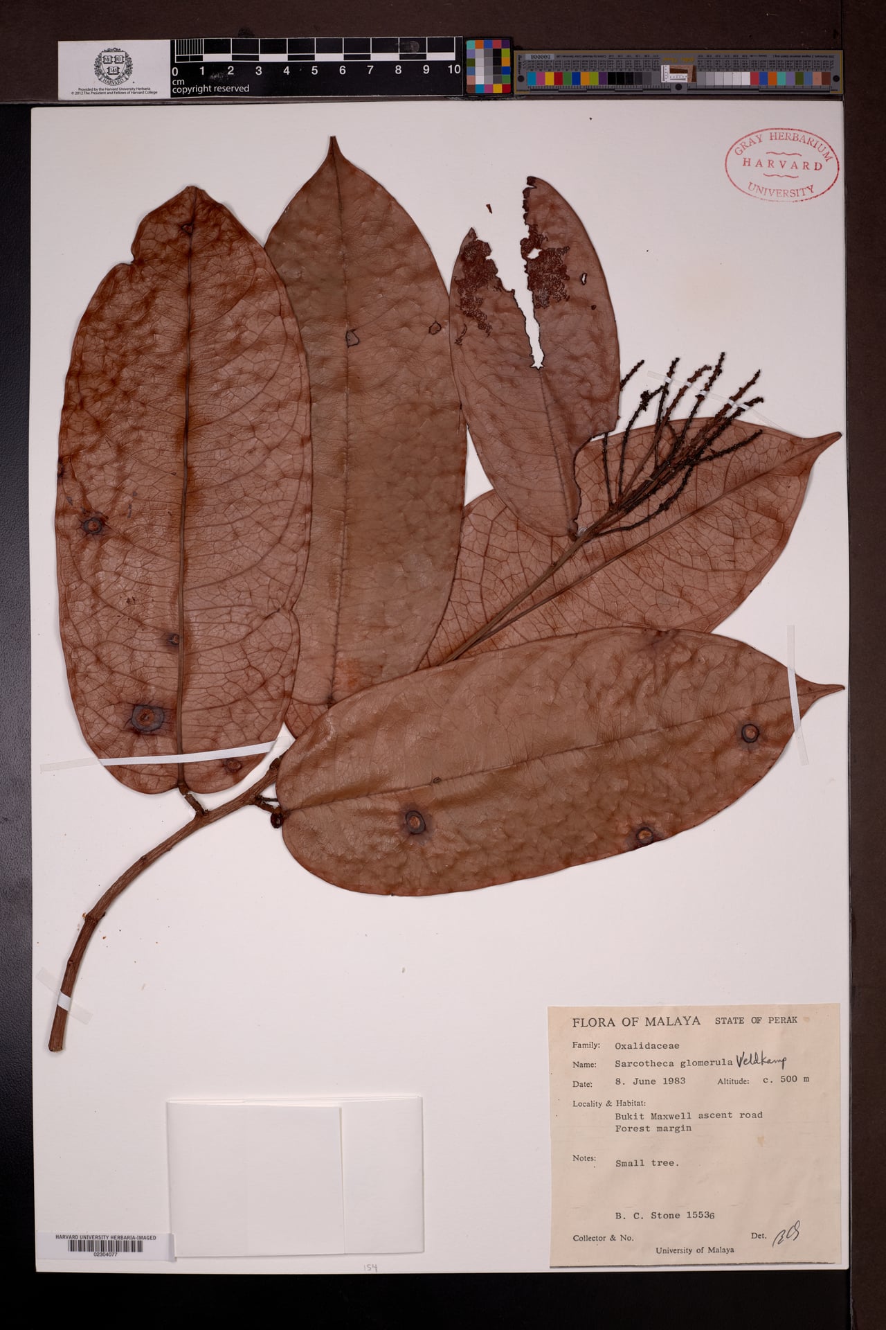 Sarcotheca glomerula — photo