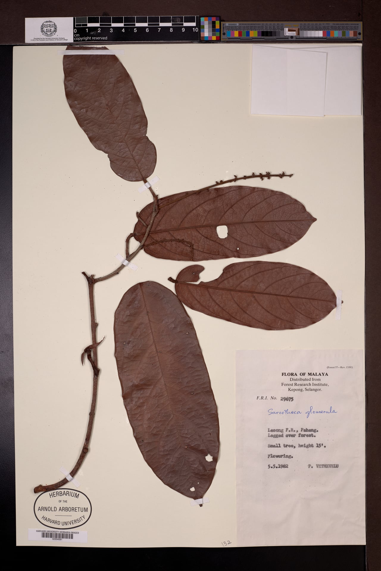 Sarcotheca glomerula — photo