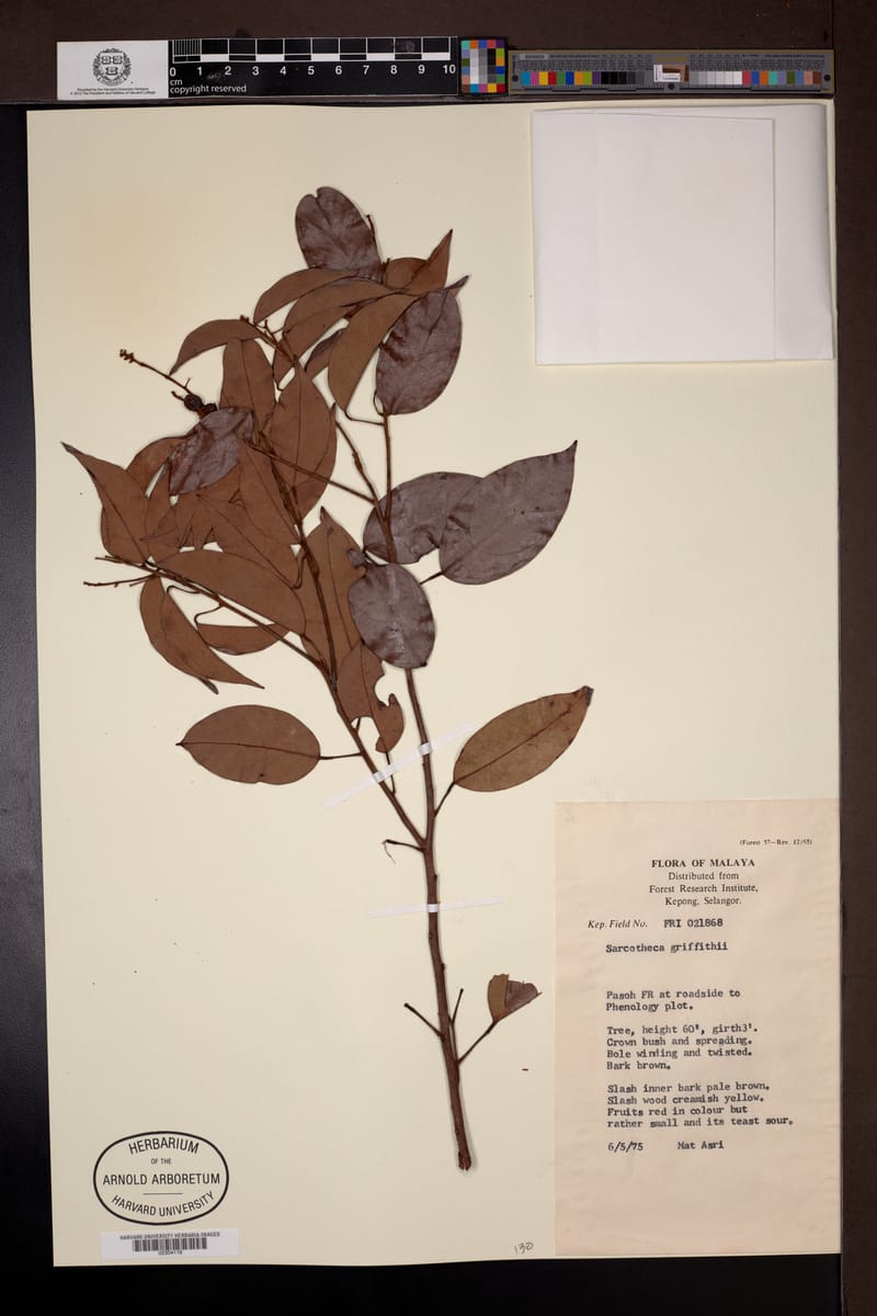 Sarcotheca griffithii (Pupoi) — photo