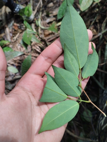 Sarcotheca griffithii