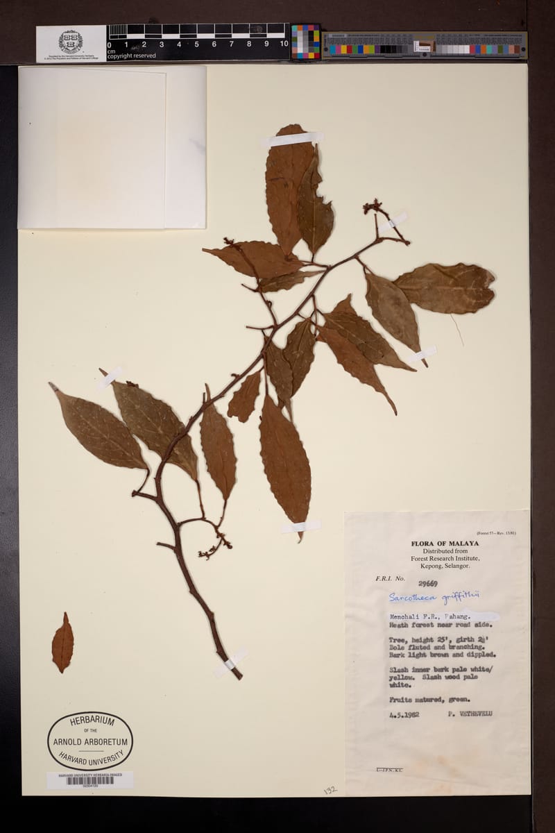 Sarcotheca griffithii (Pupoi) — photo