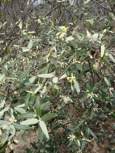 Sarcotoxicum salicifolium (Willow leaf sarcotoxicum) — photo