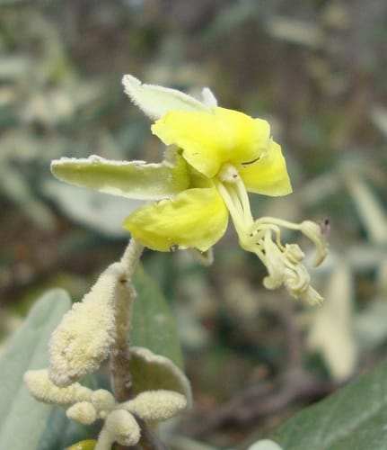 Sarcotoxicum salicifolium (Willow leaf sarcotoxicum) — photo