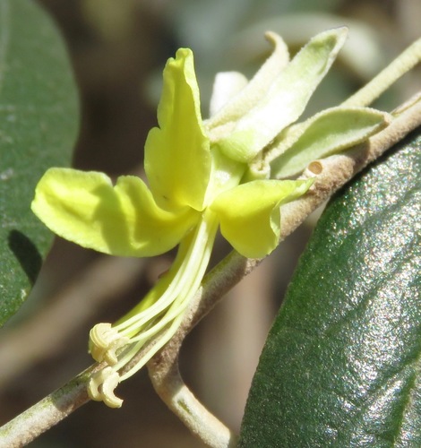 Sarcotoxicum salicifolium