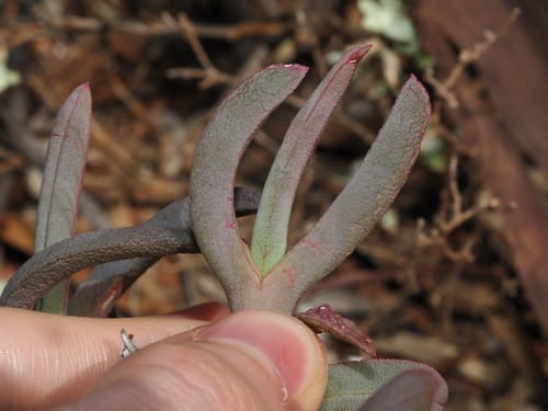 Sarcozona praecox (Sarcozona) — photo