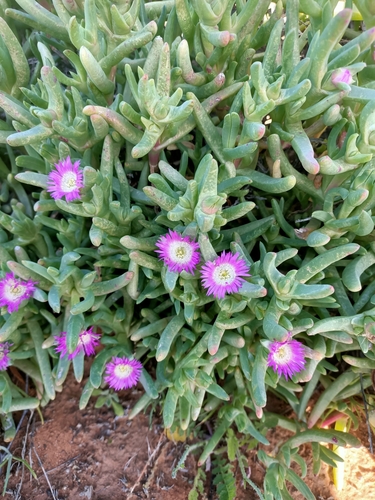 Sarcozona praecox