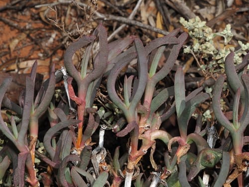 Sarcozona praecox (Sarcozona) — photo