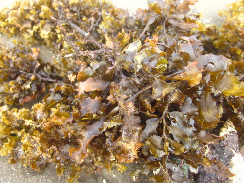 Sargassum cristaefolium — photo