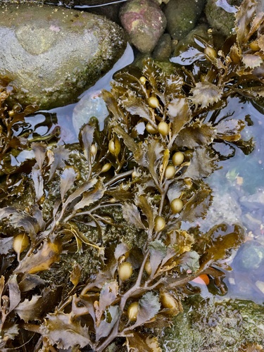 Sargassum cristaefolium — photo