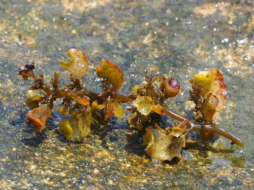 Sargassum cristaefolium