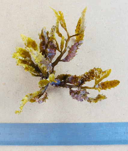 Sargassum echinocarpum — photo