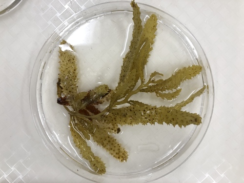 Sargassum echinocarpum — photo