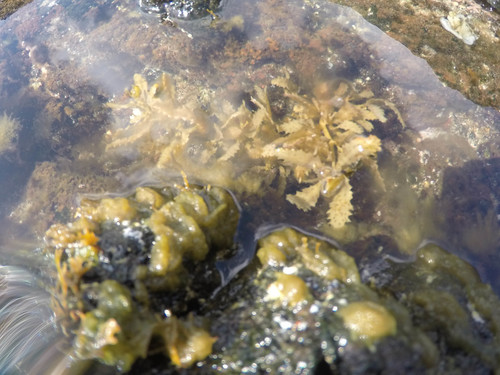 Sargassum echinocarpum