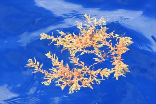 Sargassum fluitans — photo