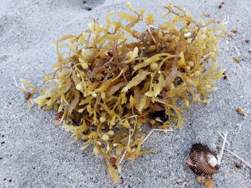 Sargassum fluitans