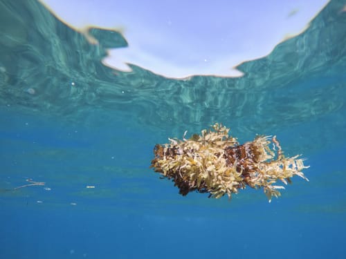 Sargassum fluitans — photo