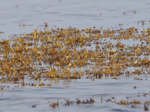 Sargassum ilicifolium — photo