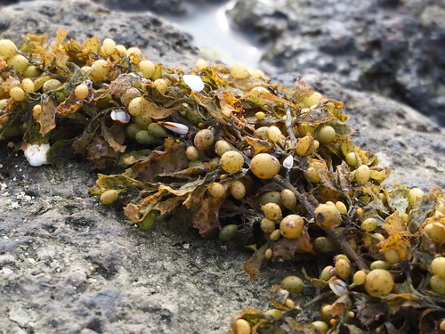 Sargassum ilicifolium — photo